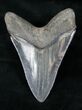 Robust Fossil Megalodon Tooth #12300-2